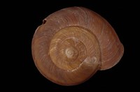 藏品(扁蝸牛)的圖片